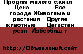 Продам милого ёжика › Цена ­ 10 000 - Все города Животные и растения » Другие животные   . Дагестан респ.,Избербаш г.